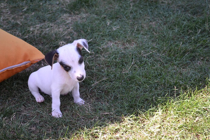 satılık jack russell terrier yavruları 11