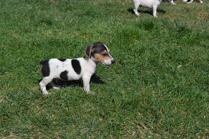 satılık jack russell terrier yavruları 4