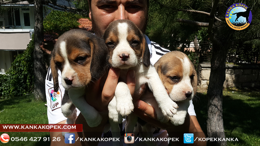 satılık beagle yavruları 15