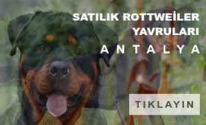Satılık rottweiler yavruları Antalya